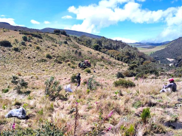 Zona de páramo en la zona de reforestación del Tequendama.