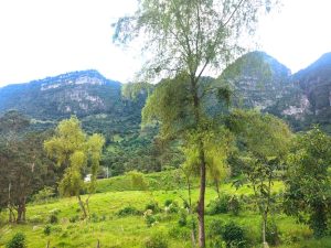 Plantación vista aérea Fundación Sembrando Oxígeno