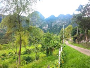 Zona de reforestación en la provincia del Tequendama